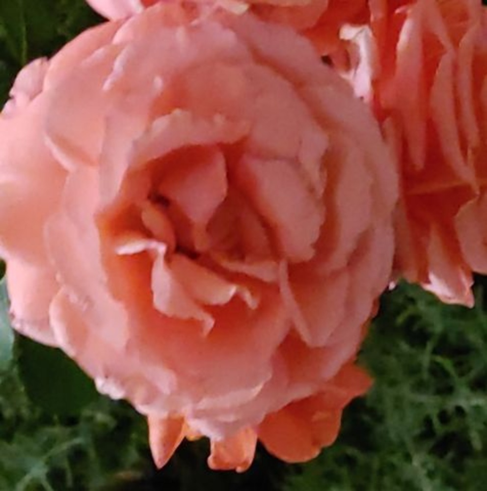 Meet your Posher, Ali